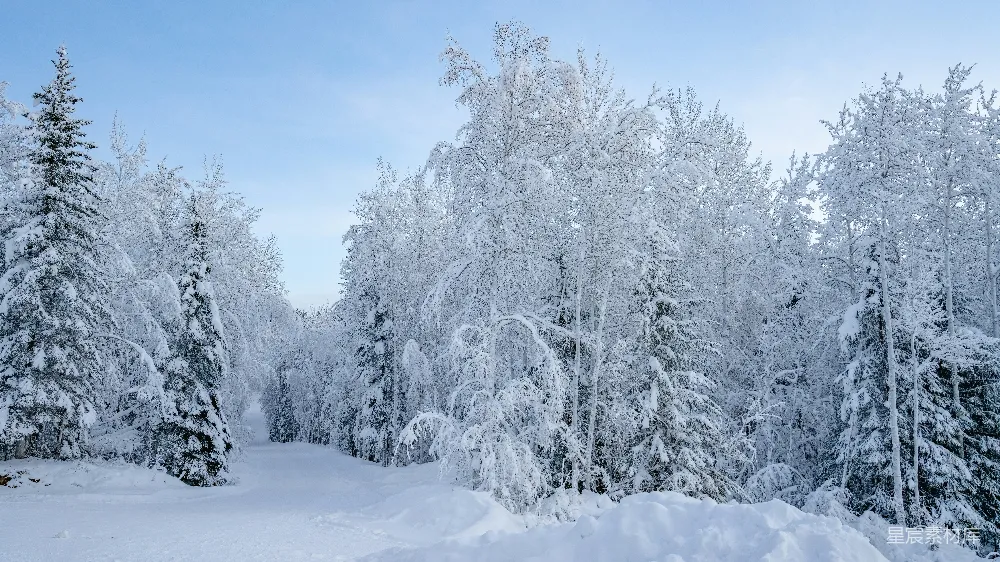 覆盖着白雪的森林里有许多树木