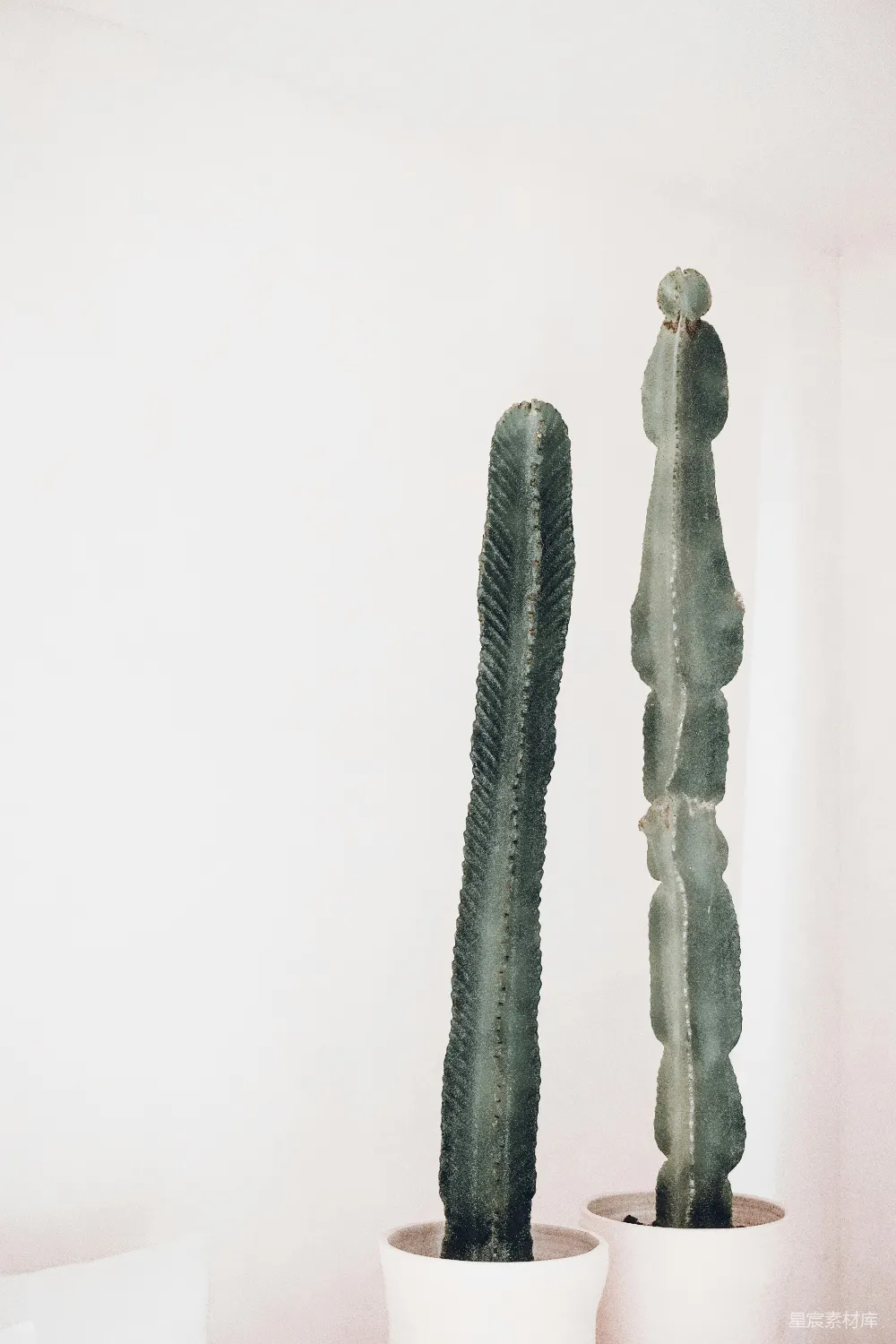 高清摄影  几株仙人掌植物放在桌子的上面。