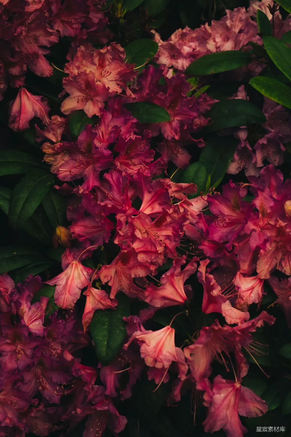 暗粉色和绯红色的花朵在绿叶中盛开。