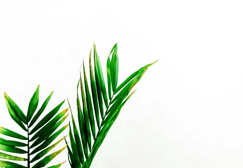 高清摄影  一棵绿色的植物，背景是白色。