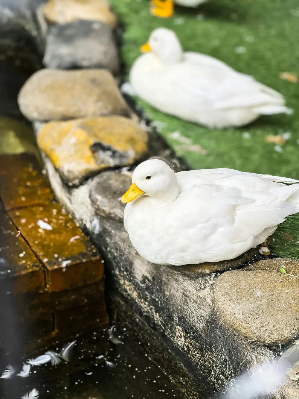 一群鸭子坐在一块石头墙顶上