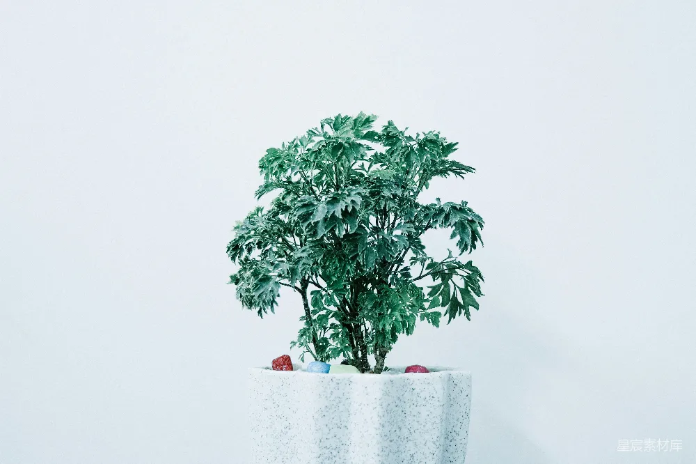 高清摄影  白色花盆中的绿叶植物
