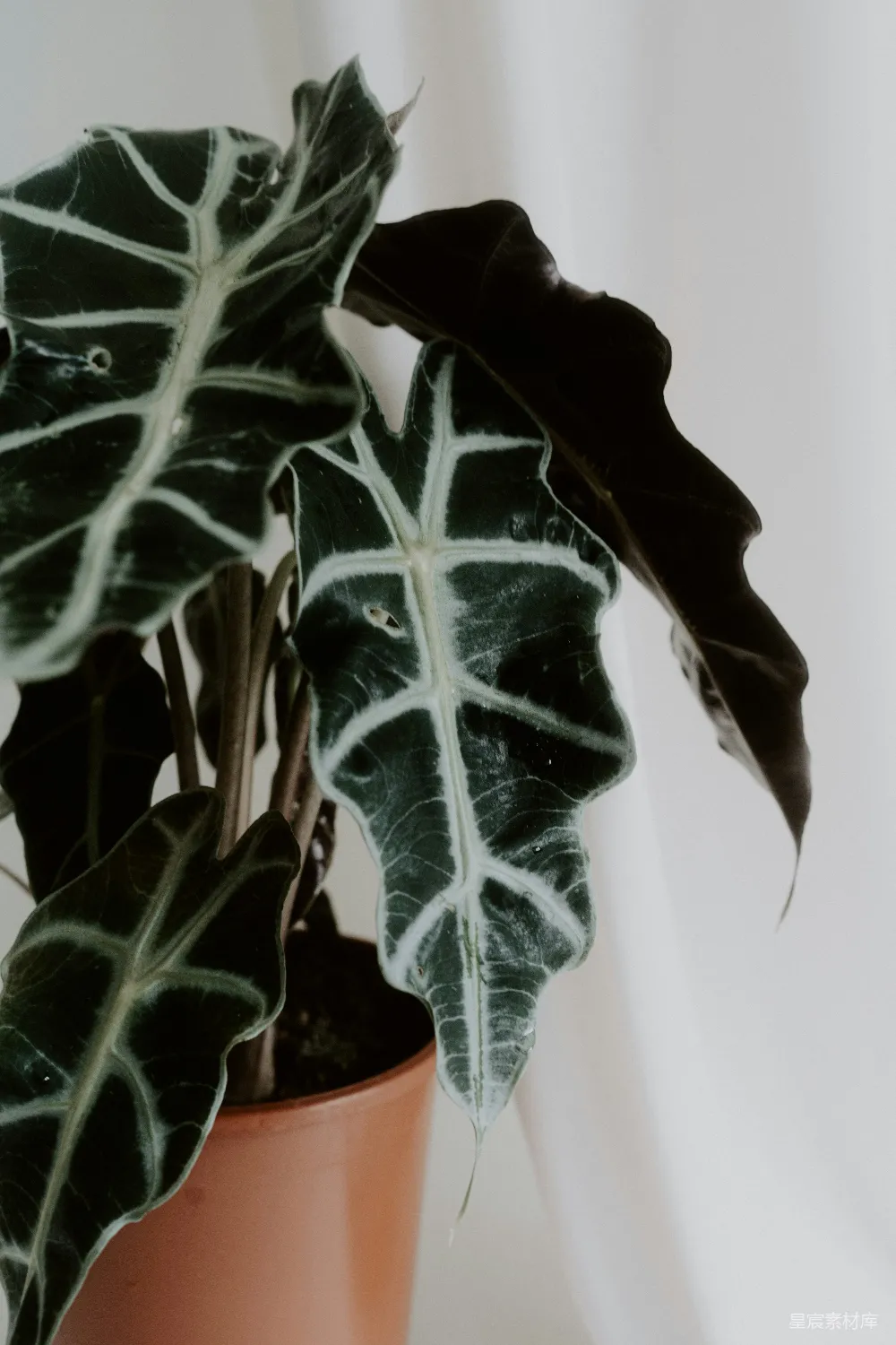 高清摄影  一棵画有脸的植物