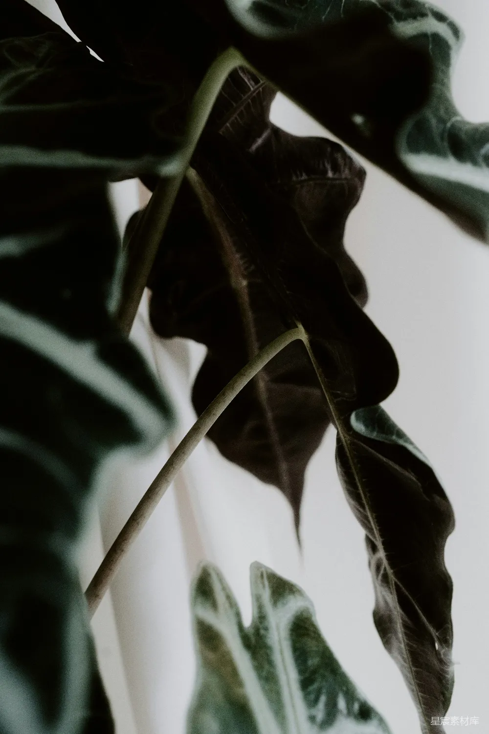 高清摄影  一个人拿着一片叶子的特写照片