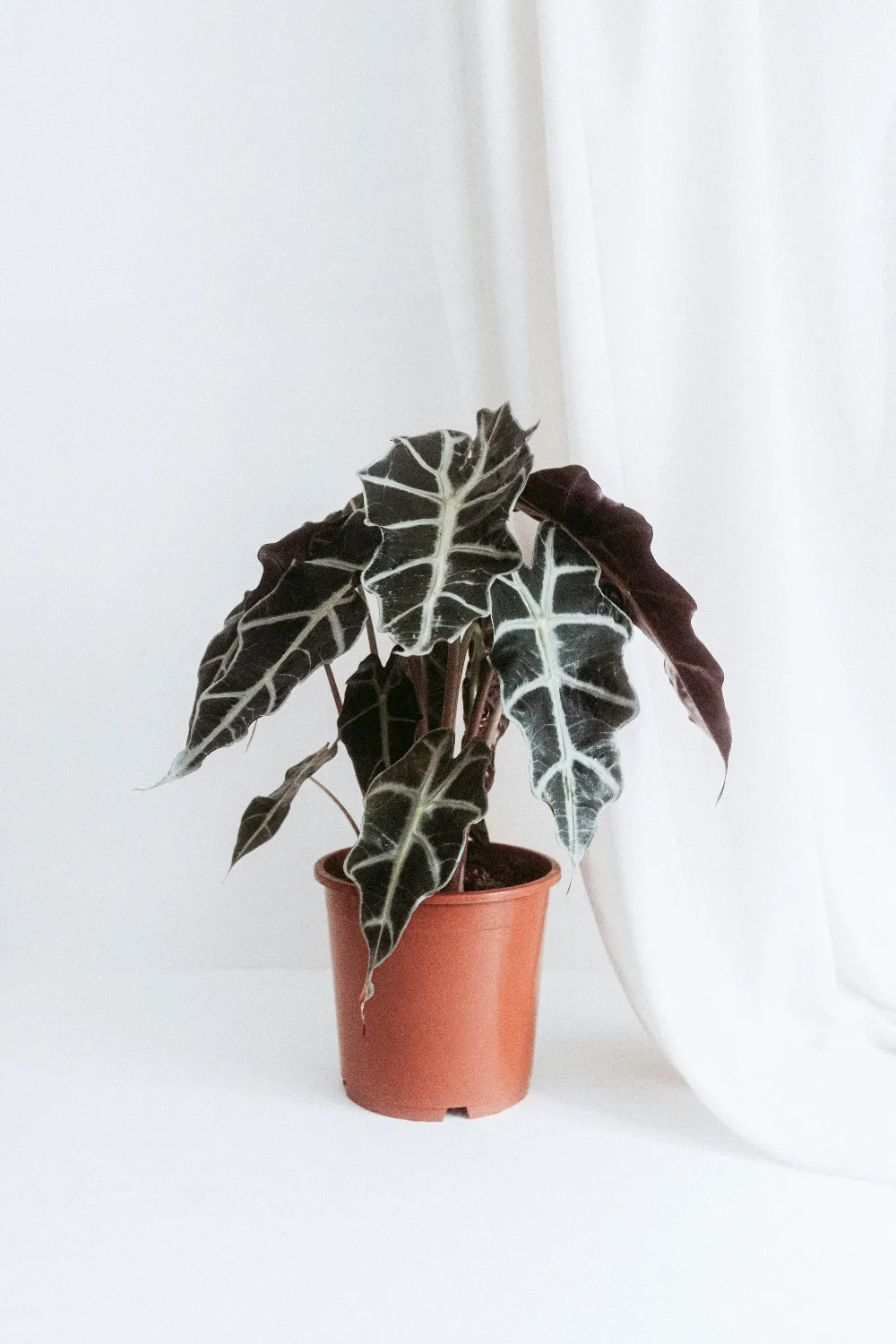 高清摄影  盆栽植物
