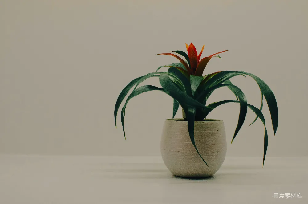 高清摄影  花瓶中的花