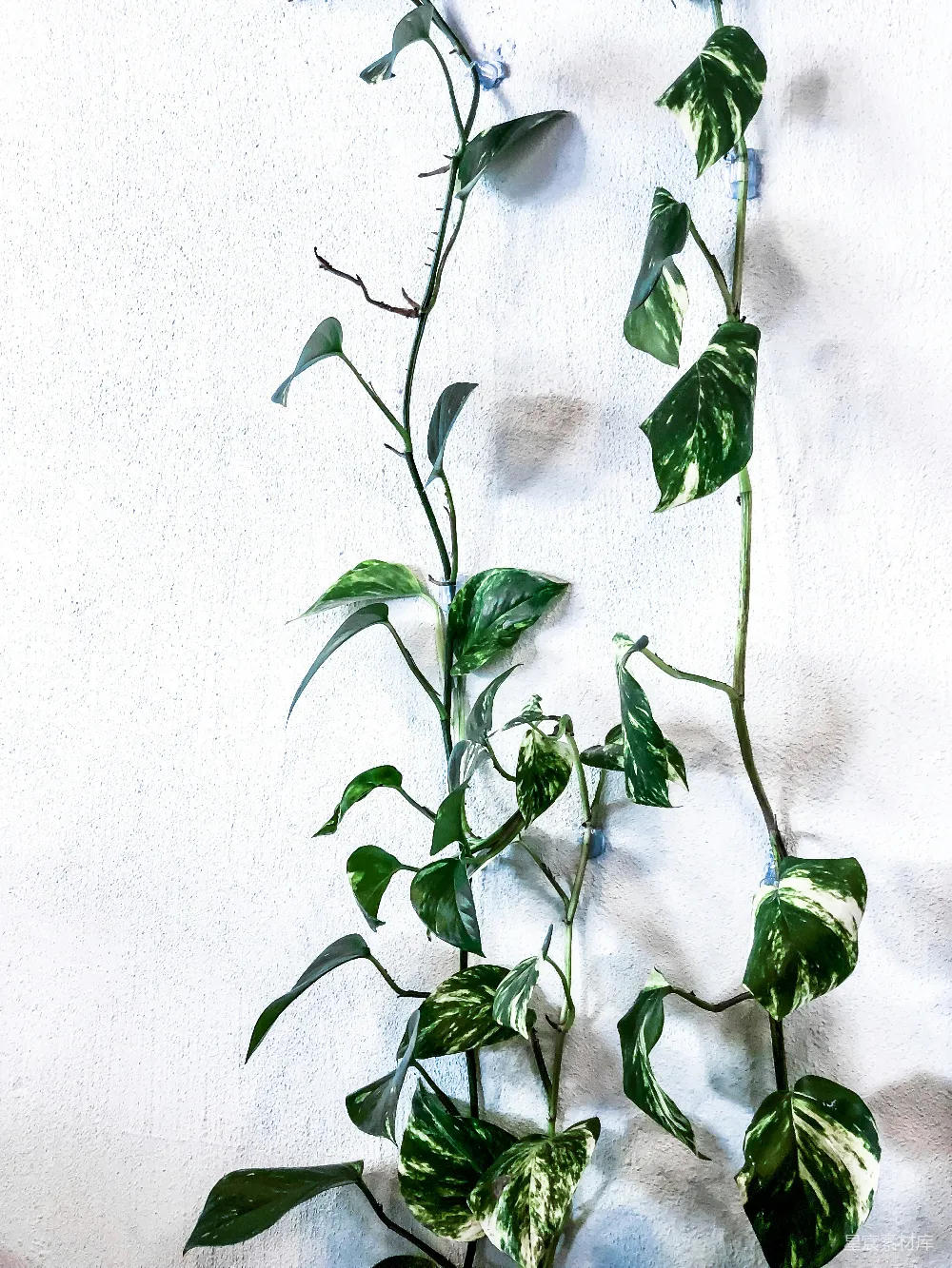 高清摄影 电影 绿色植物在白色背景前