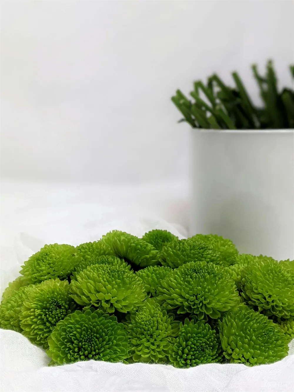 高清摄影  绿色植物放在白色陶瓷花盆里