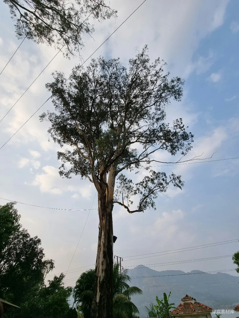 高清摄影  一棵粗壮的大树