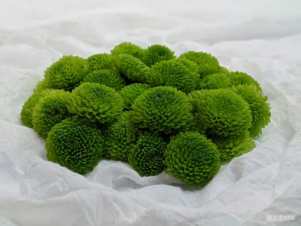 高清摄影  绿色植物在白色织物上