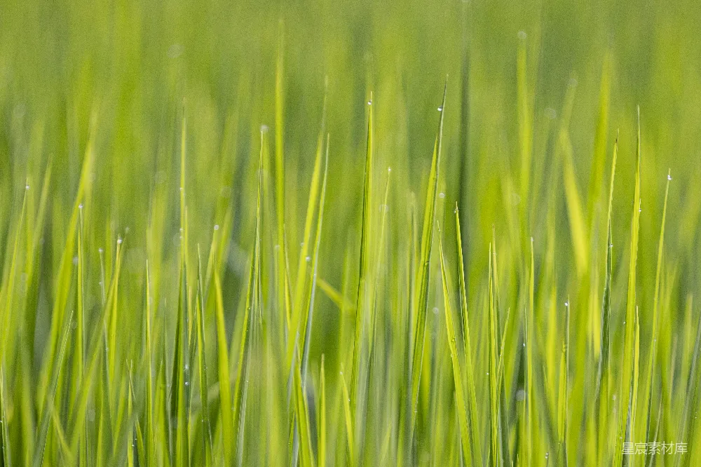 草在近距离的特写镜头中。
