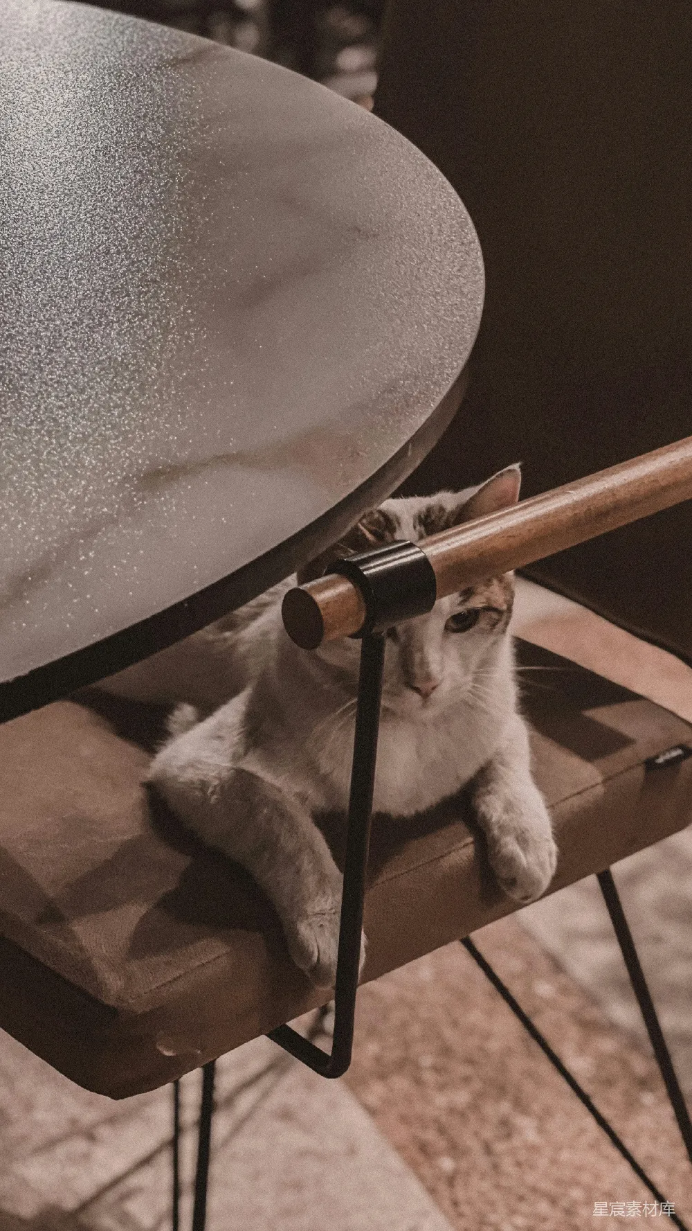 高清摄影  一只猫坐在桌子下面的椅子上。