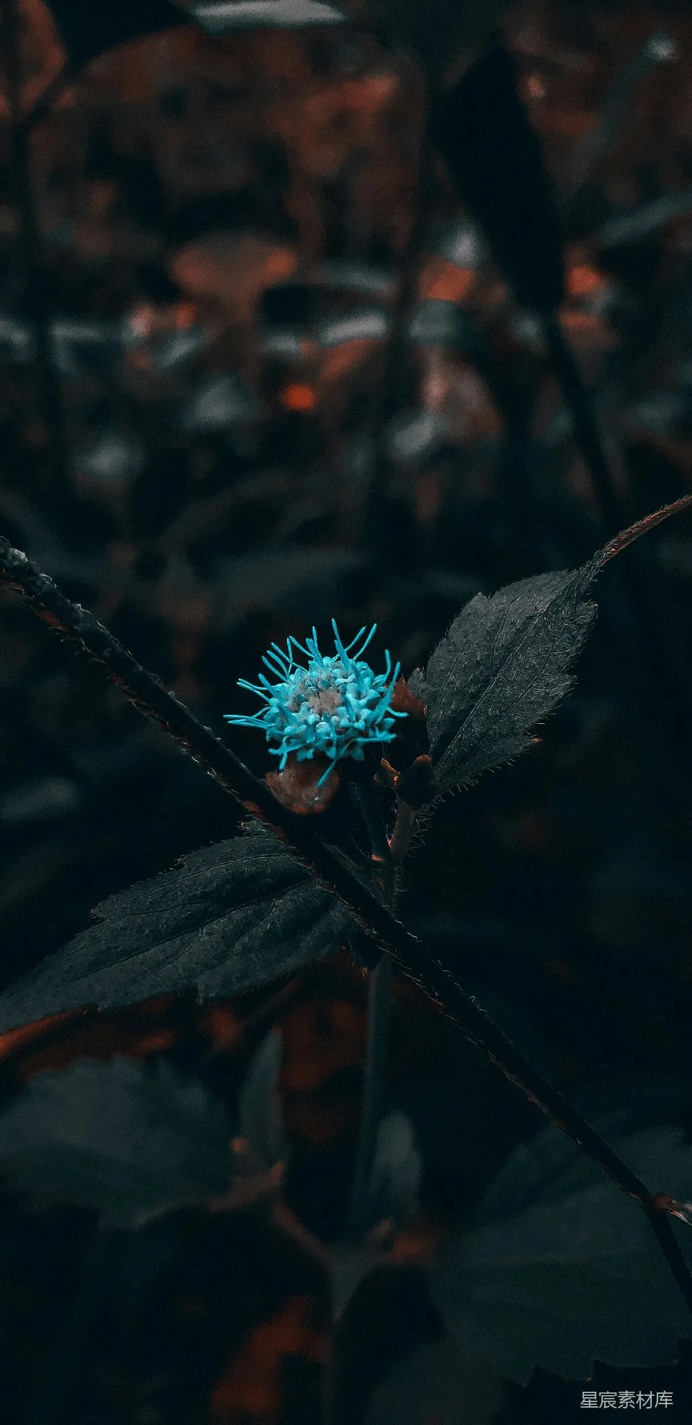 高清摄影  一枝蓝花