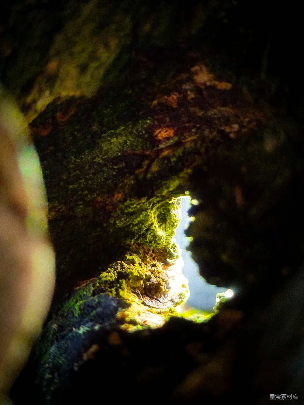 树洞中生长着苔藓和地衣。