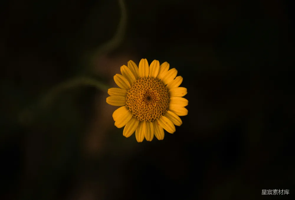 高清摄影  一张黑色背景上的黄色花朵特写照片