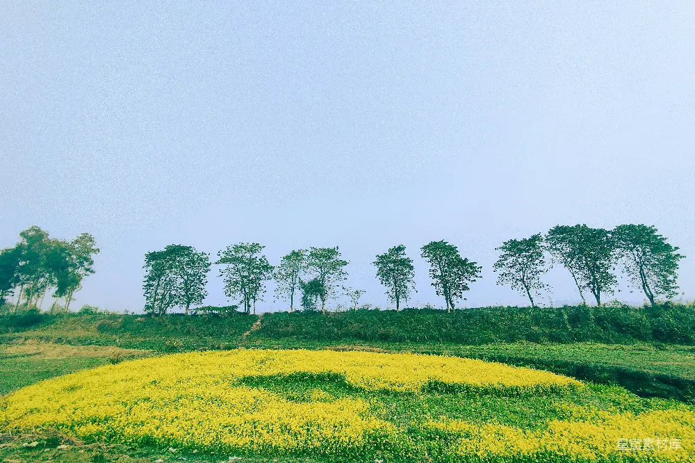 一片金黄的花田，背景是排列整齐的树木。