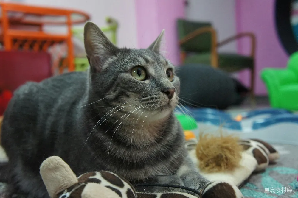 一只猫坐在床上，旁边放着一个毛绒玩具。