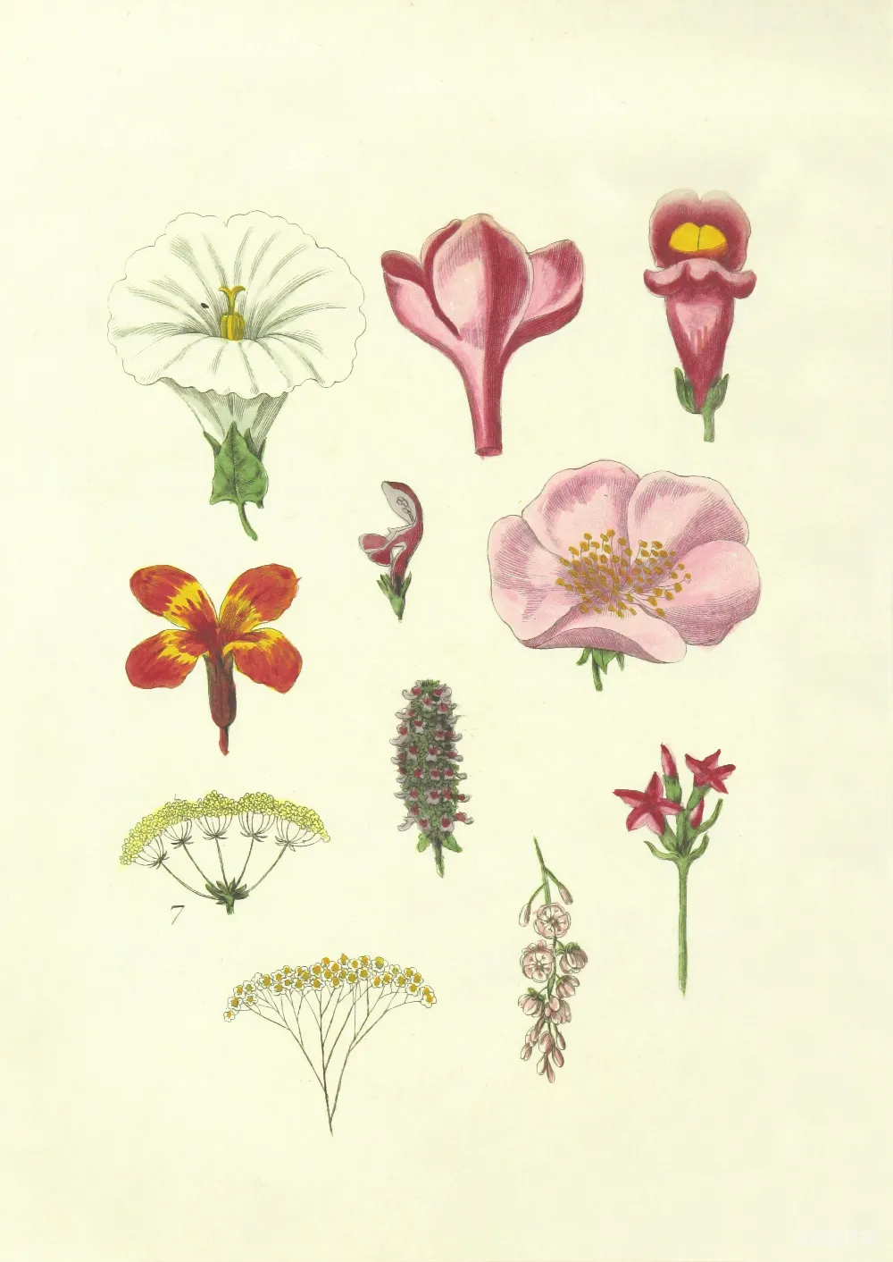 高清摄影  各种颜色的花卉插画