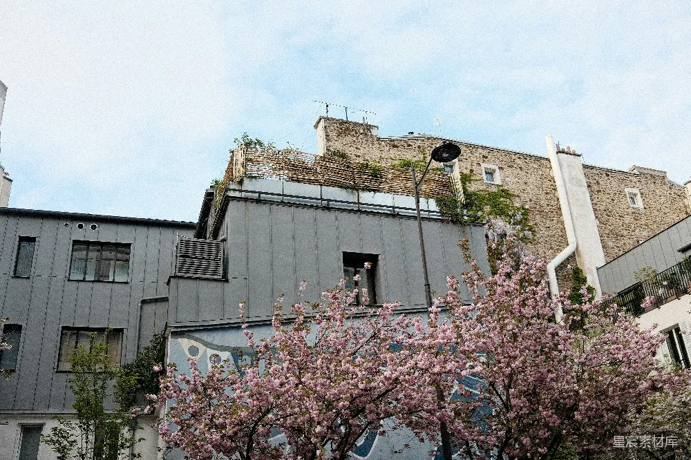 现代建筑前的粉红樱花 Blossoms在现代建筑前绽放为粉色樱花