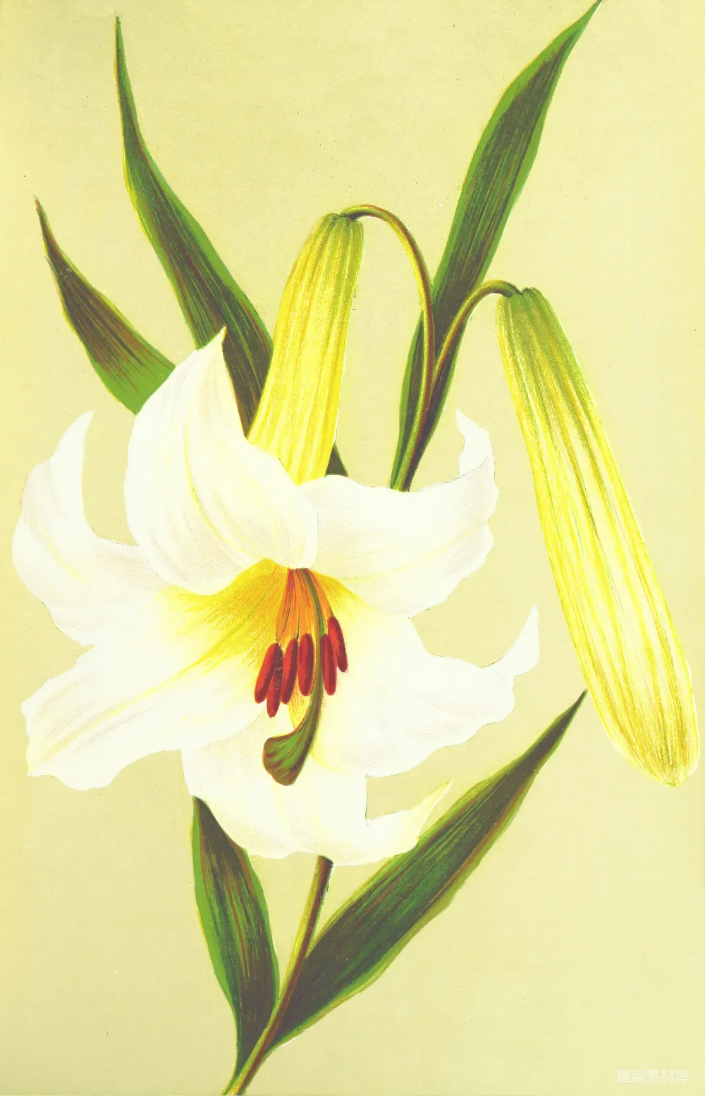 高清摄影  白瓣花朵插图