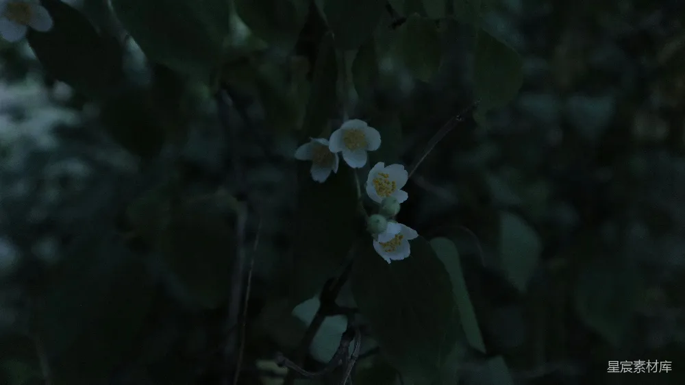 一棵树上长着一朵小白花。