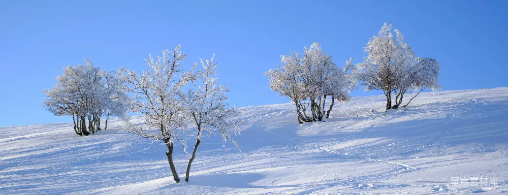 一群站在雪中的树木