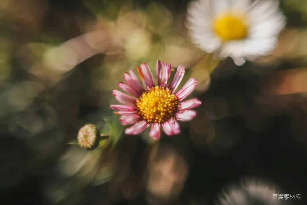 一朵花的特写镜头，背景模糊。