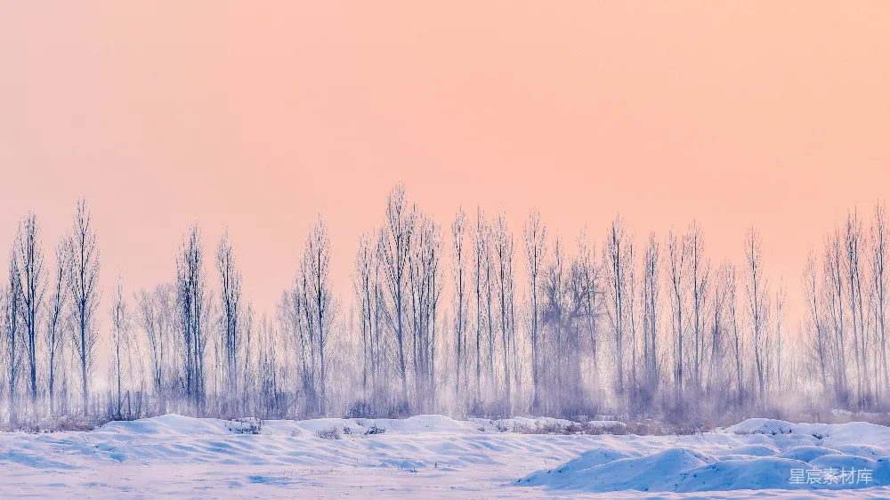 高清摄影 自然 壁纸 干枯树木覆盖的雪地