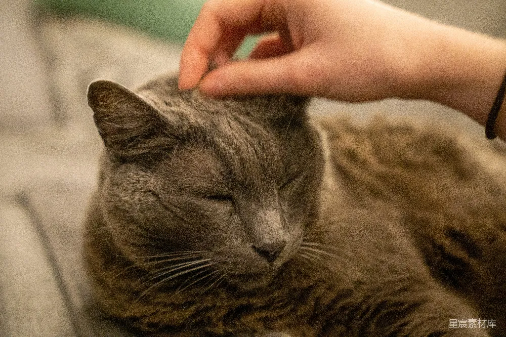 一个近距离拍摄的人正在抚摸一只猫