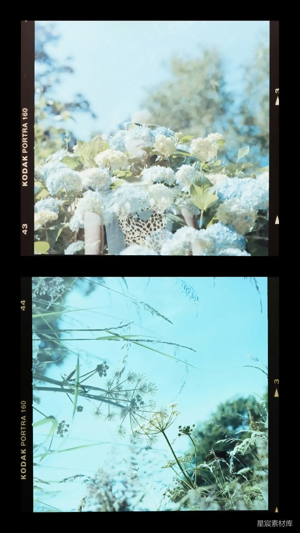 高清摄影 电影 白花绿草中