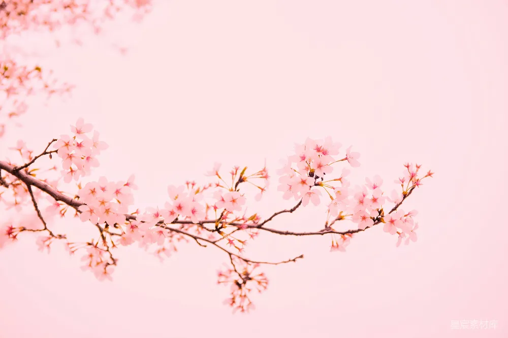 高清摄影 壁纸 盛开的粉红花朵