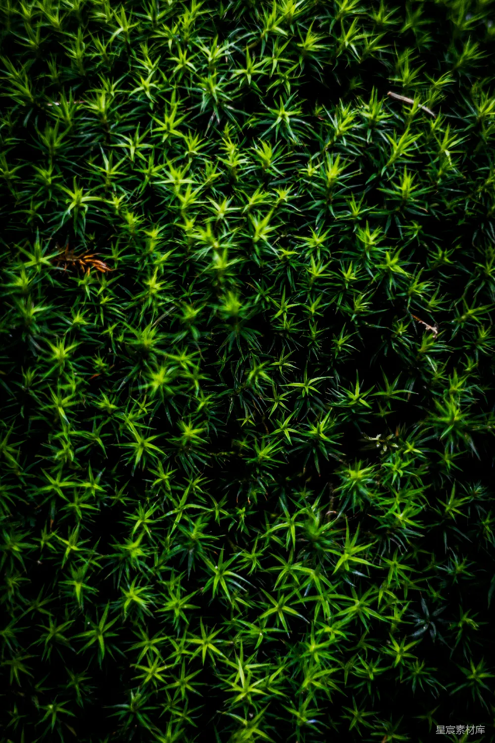 一个绿色植物的特写镜头