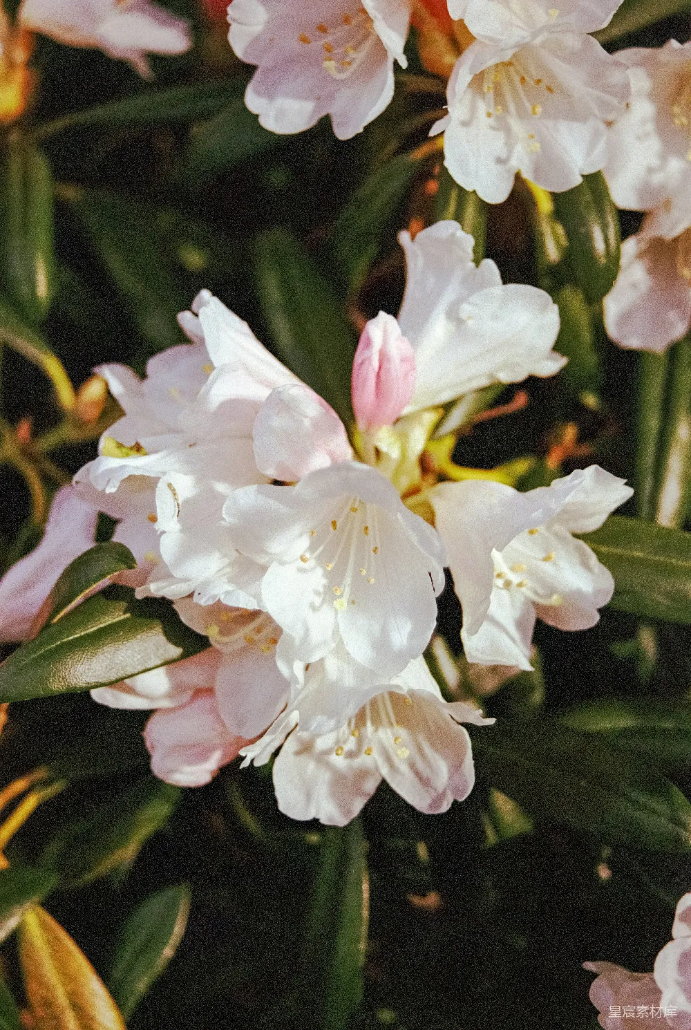 高清摄影 电影 自然 一张花朵的特写照片