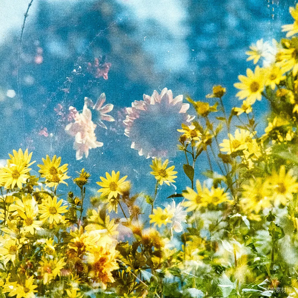 高清摄影 电影 一片黄花地