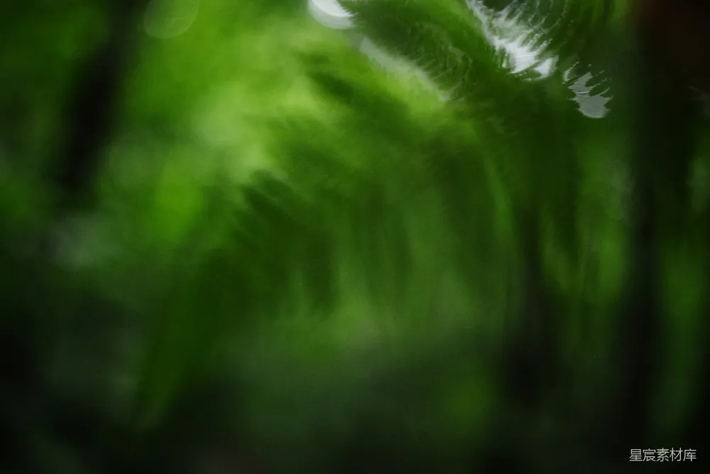 模糊的绿色 foliage 填充了画面。