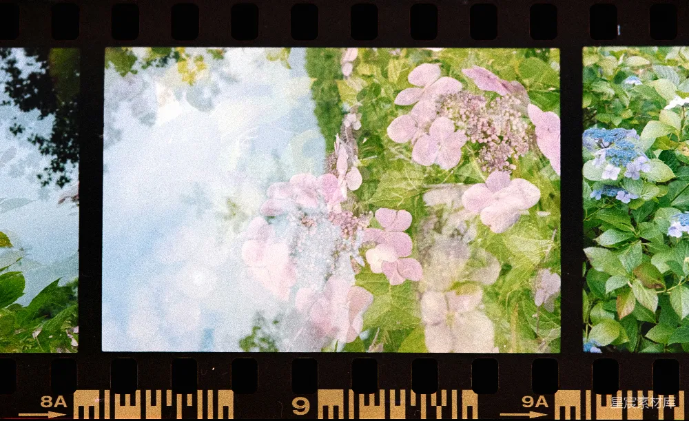 高清摄影  一组三张花和树的照片