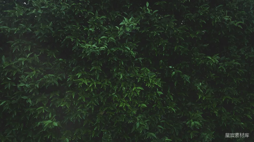 绿叶植物的特写照片