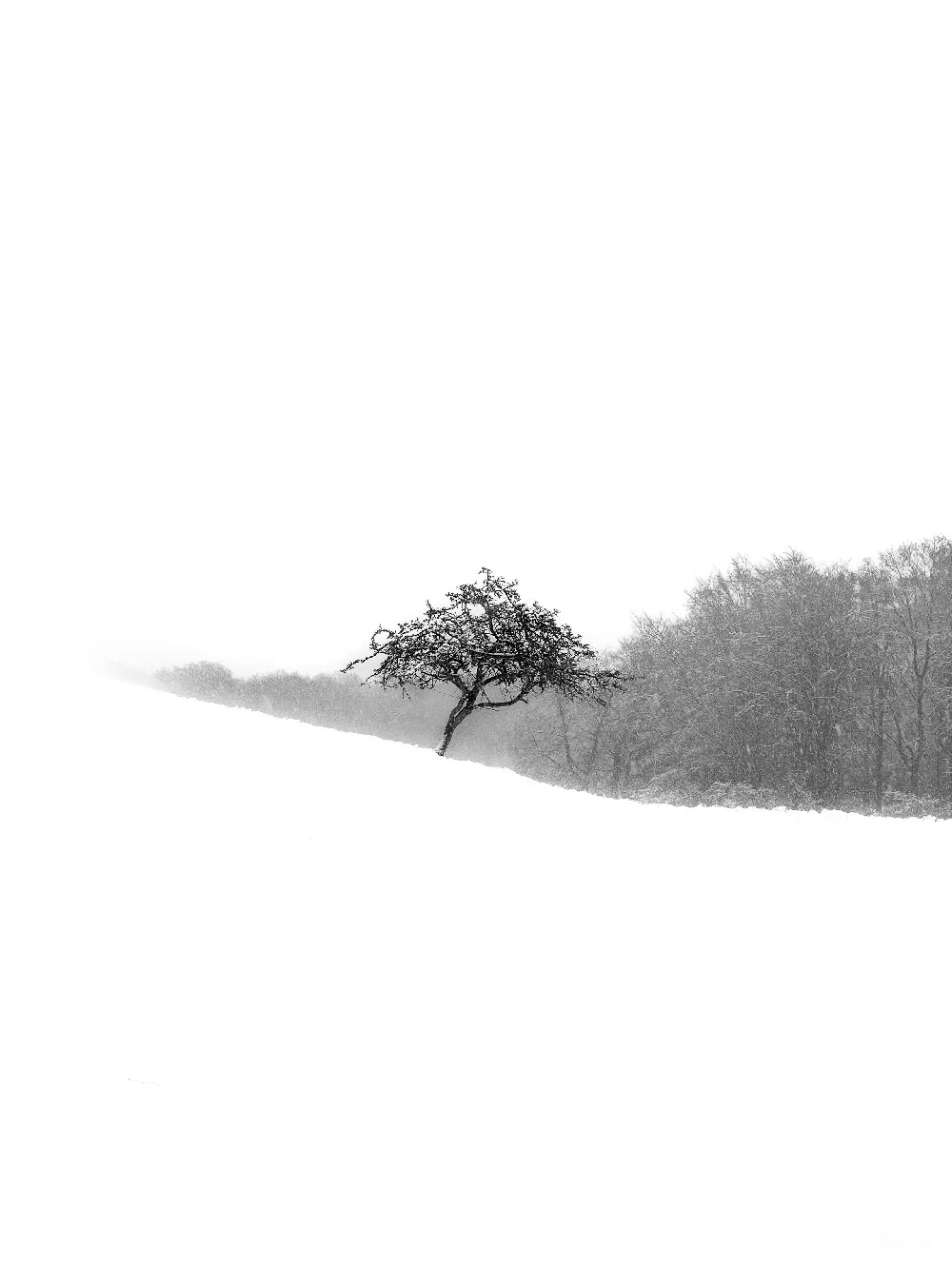 雪地中一棵孤立的树