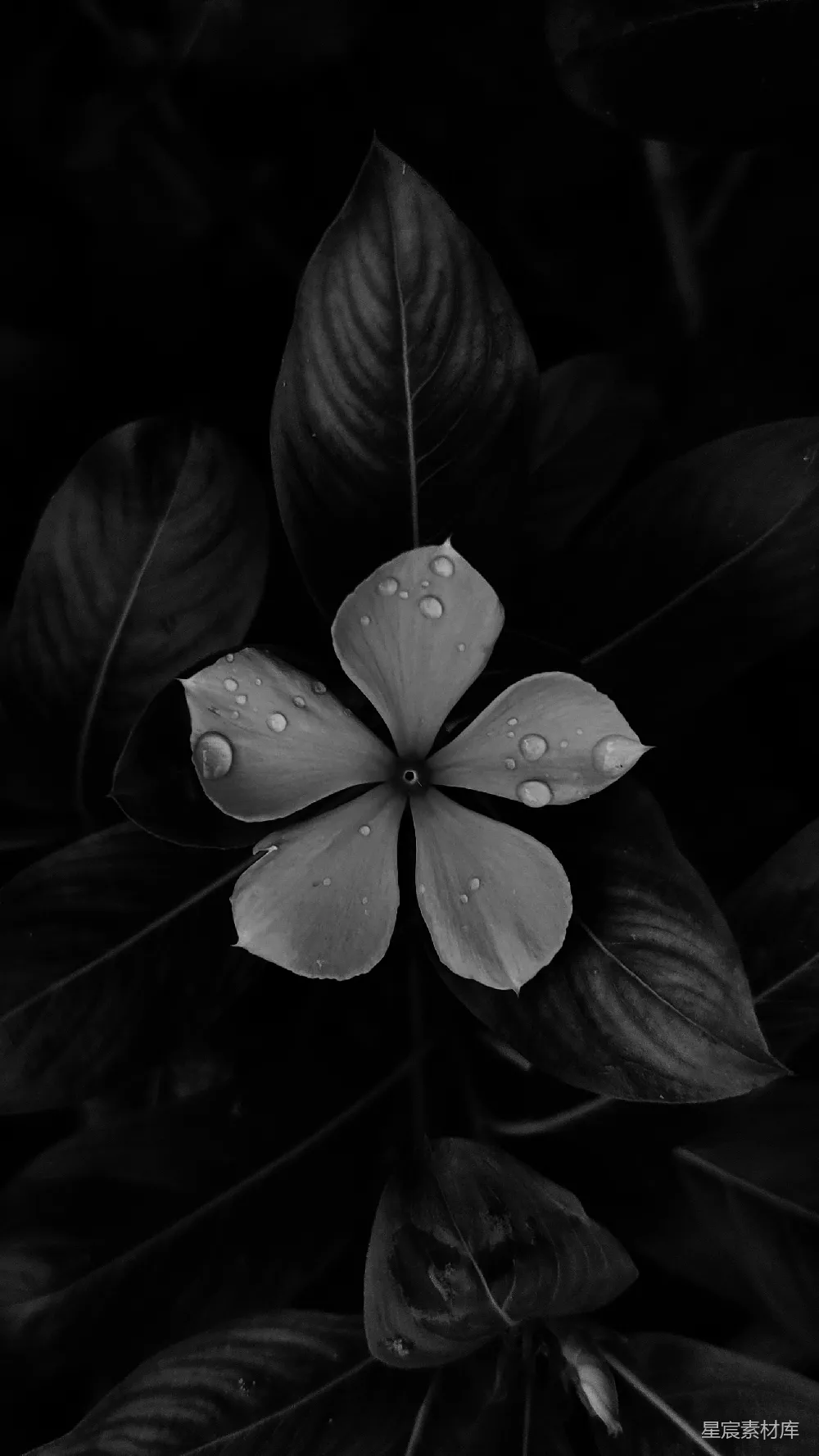 高清摄影  一朵花的特写