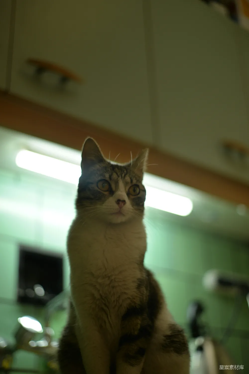一只猫坐在桌子上