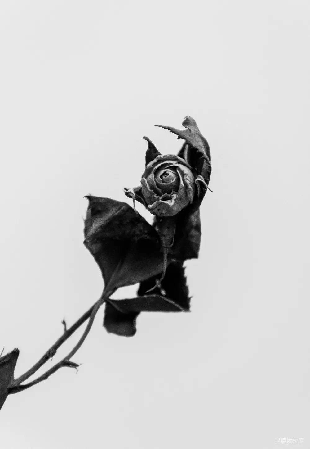 玫瑰的照片——灰度图，带有水滴