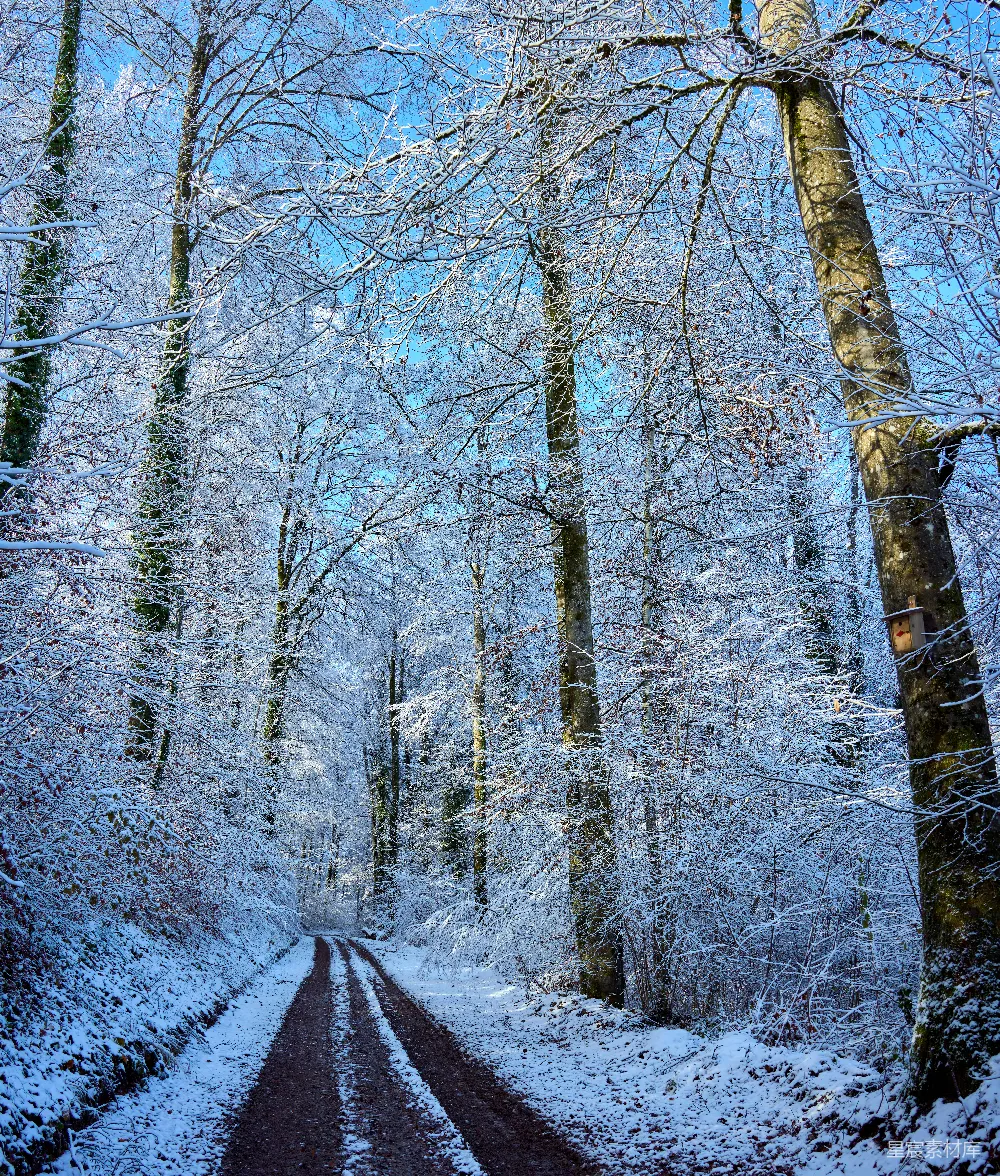 雪林中一条蜿蜒的公路，满是树木。