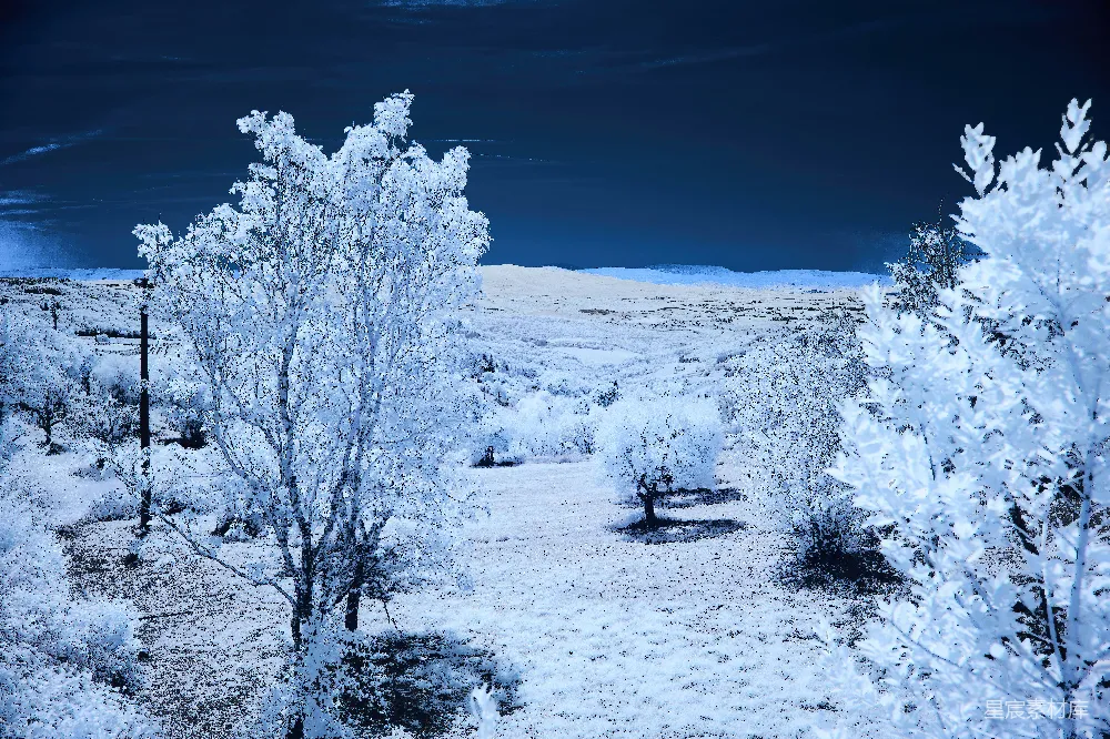 前景中树木和灌木覆盖着白雪的景观