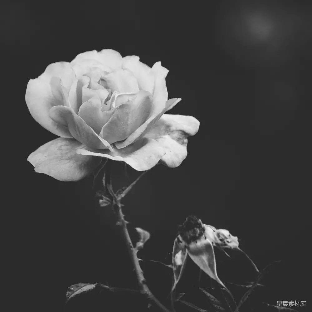 高清摄影  黑底白玫瑰