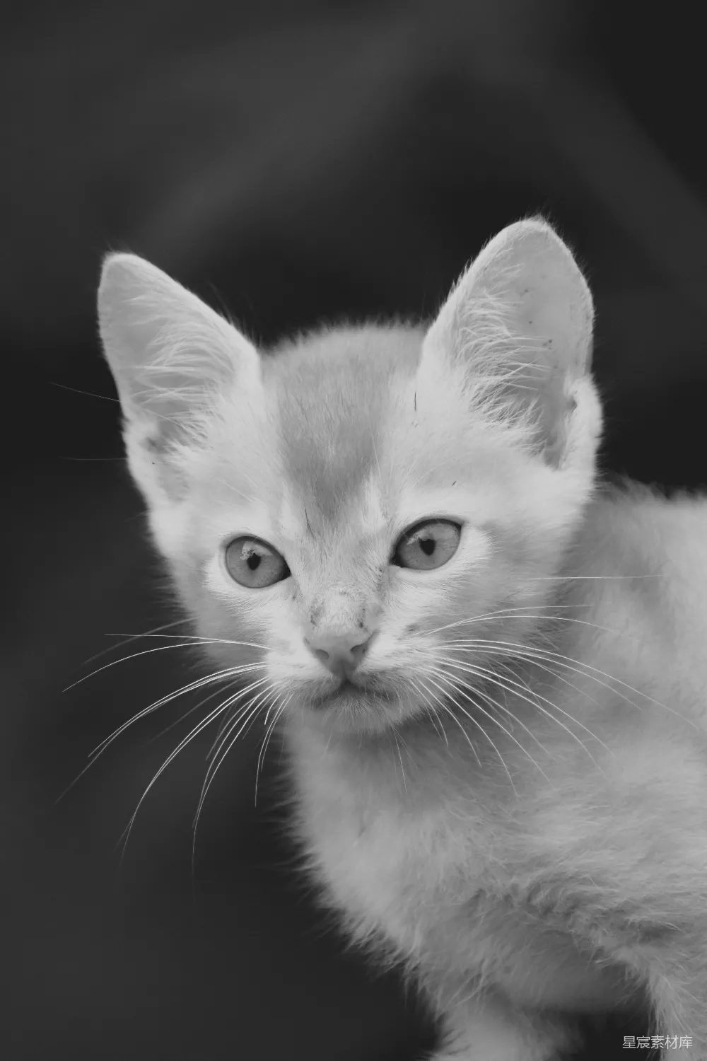 高清摄影  白色和棕色的短毛猫