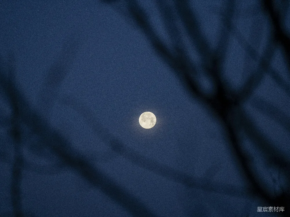 满月透过树干勾勒出的剪影在夜间闪耀。