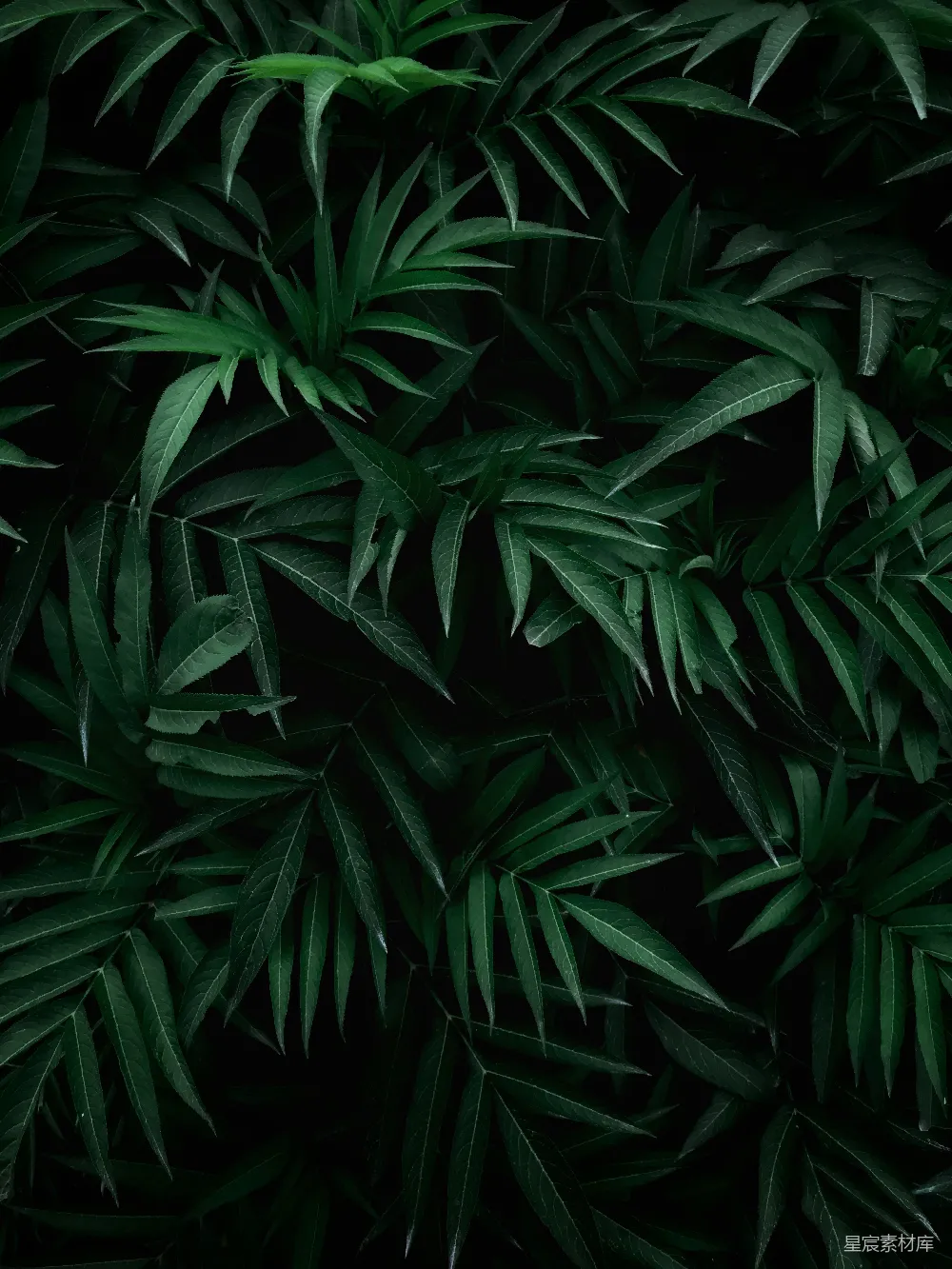 绿树