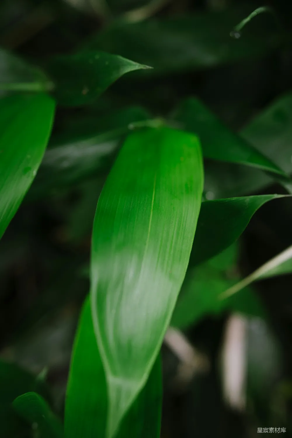 一幅绿植的特写镜头