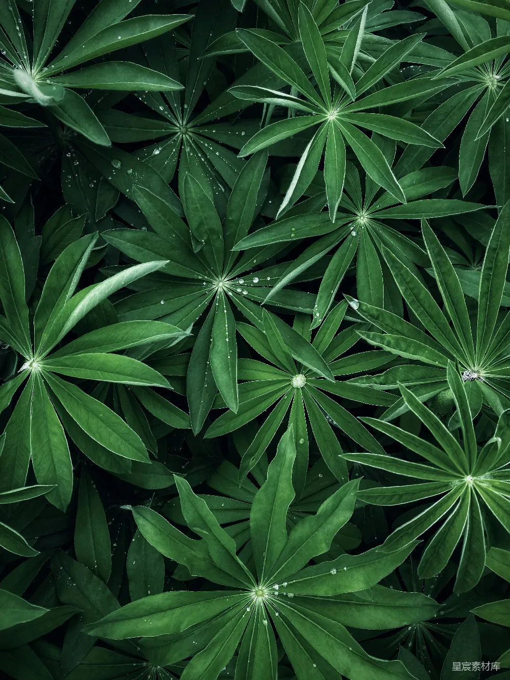 一 bunch 绿色的叶子上有水珠