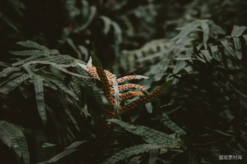 一幅植物的特写镜头，叶片清晰可见